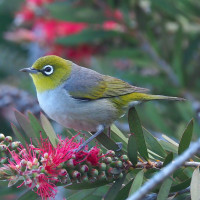 Silvereye